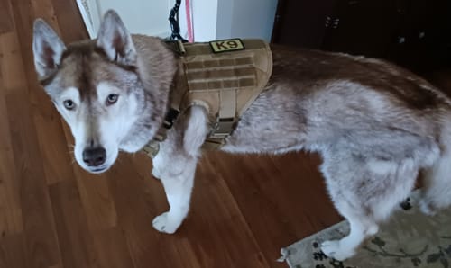 Customer photo review of Classic Heavy-Duty Tactical No-Pull Team K9™ Dog Harness With Front & Back D-Rings, Quick-Release Metal-Buckles, Hook & Loop Panels, & Top Handle