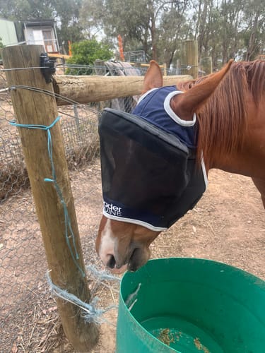 Customer photo review of LE Outback Fly Mask
