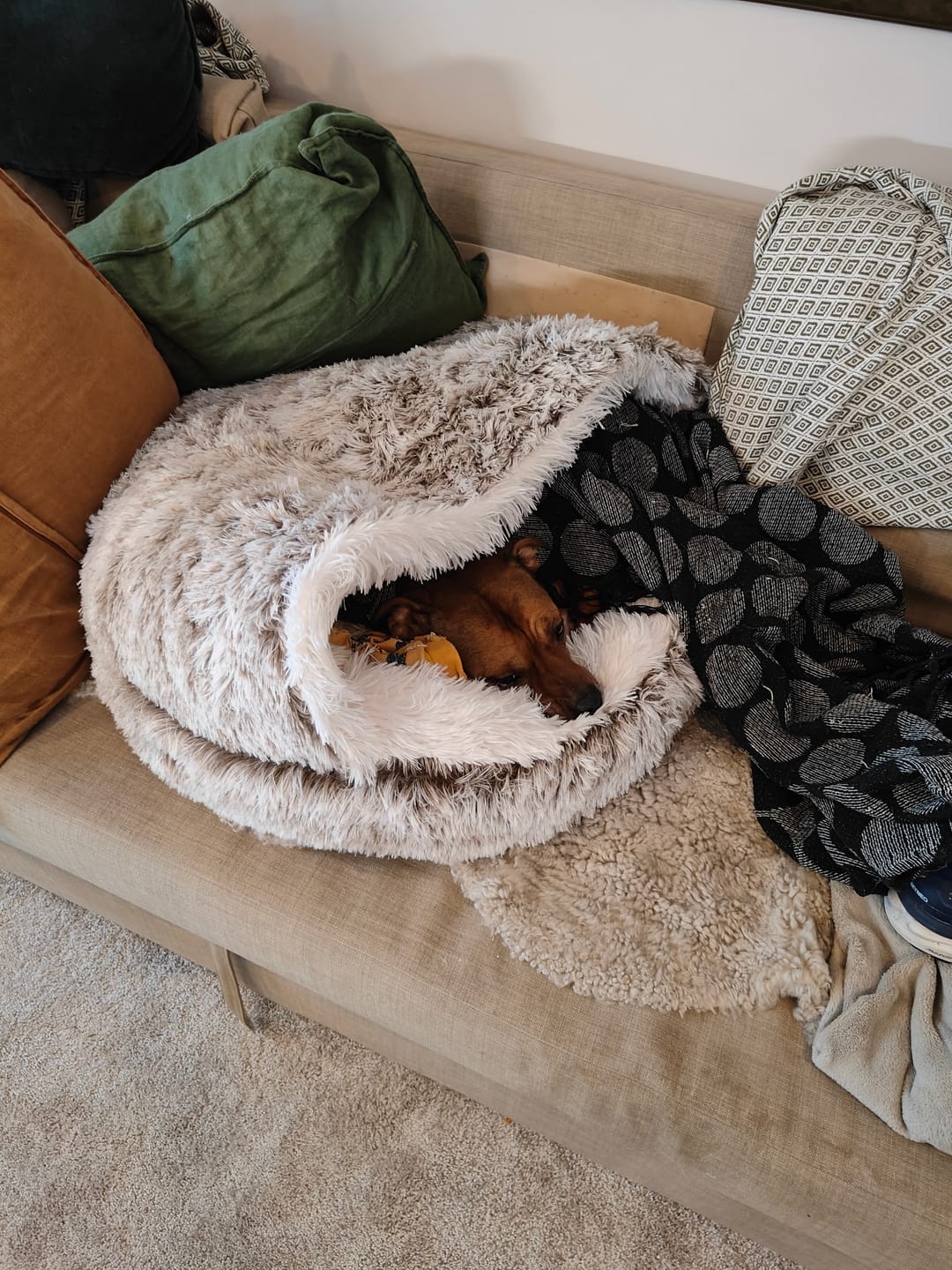 Customer photo review of CozyCave™ Suojaisa peti lemmikeille