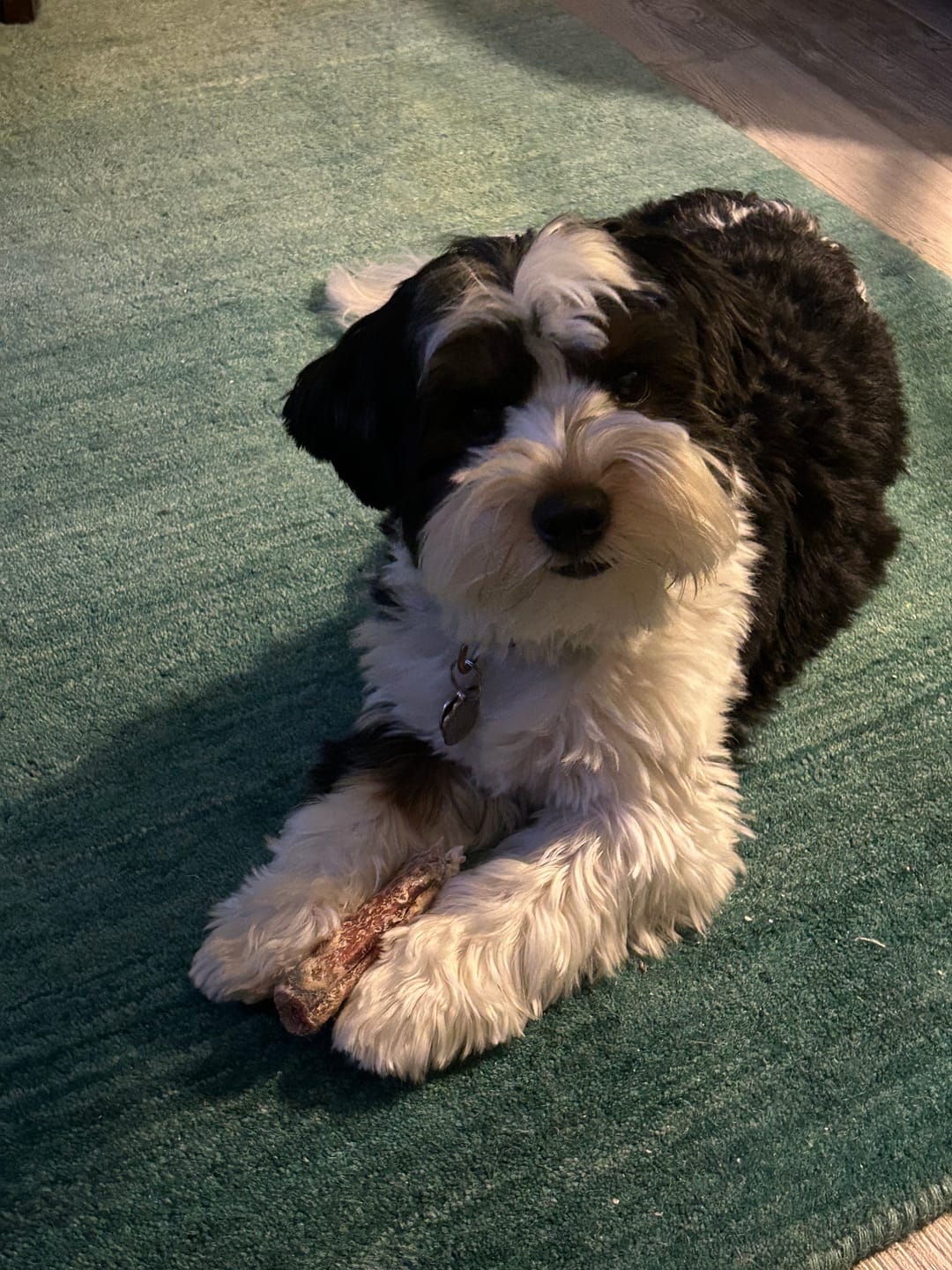 Customer photo review of Select Bully Sticks - 6 Inch
