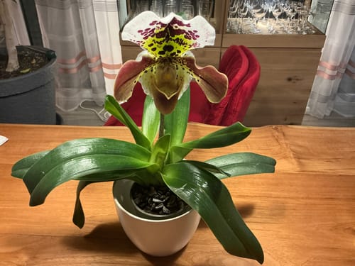 Customer photo review of Frauenschuh Paphiopedilum Amerikanische Hybride mit zweifarbiger Blüte und 1 Rispe