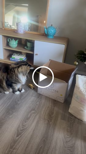 Customer video review of 1 Month Supply – 2 Cat