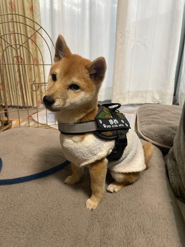 Customer photo review of FunFunPet 高機能ハーネス（お名前タグ作成サービス付き）