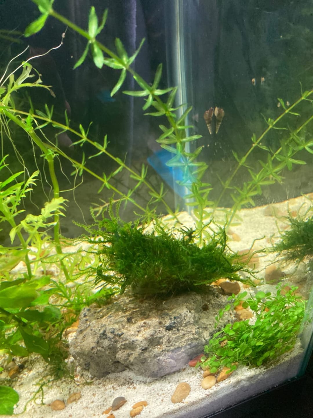 Customer photo review of Christmas Moss
