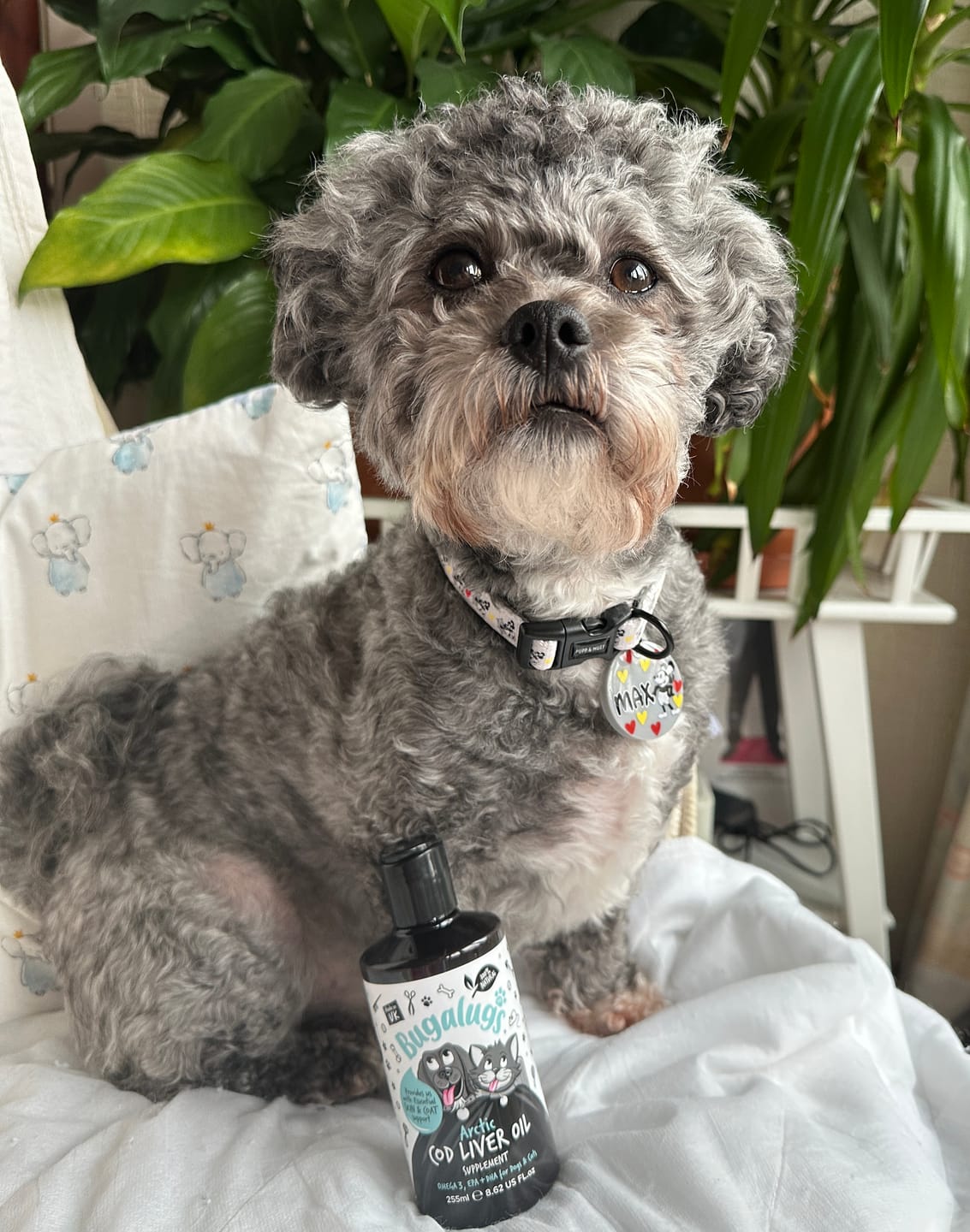 Customer photo review of Arctic Cod Liver Oil for Dogs & Cats (250ml)