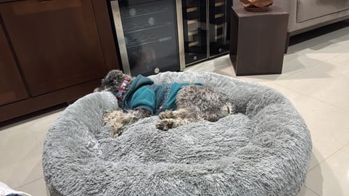 Customer photo review of Cama Antiestrés Para Perros