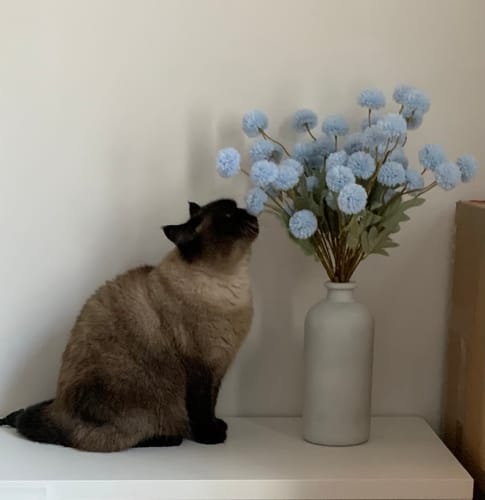 Customer photo review of Fleur de Kiku - Bleu clair (10 tiges)