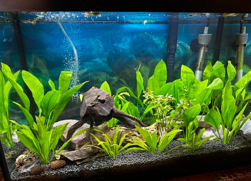 Customer photo review of Green Jade Neocaridina Shrimp