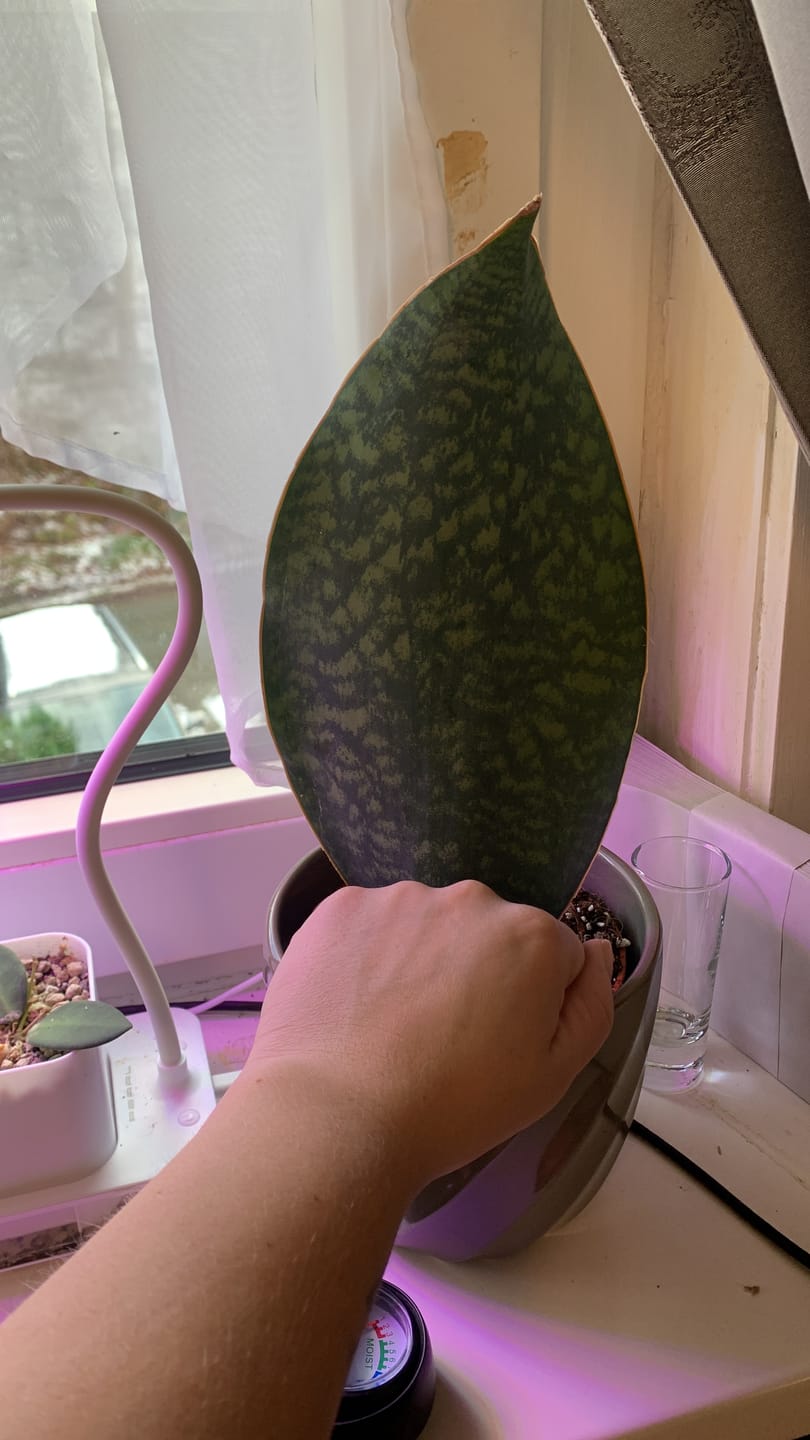 Customer photo review of SANSEVIERIA GRANDIS