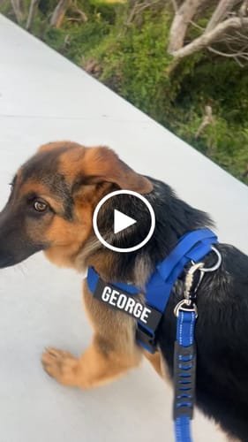 Customer video review of Walk Essentials