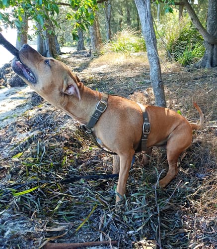 Customer photo review of SUPATUFF® Strong Dog Harness Desert Wolf (Slim Fit)