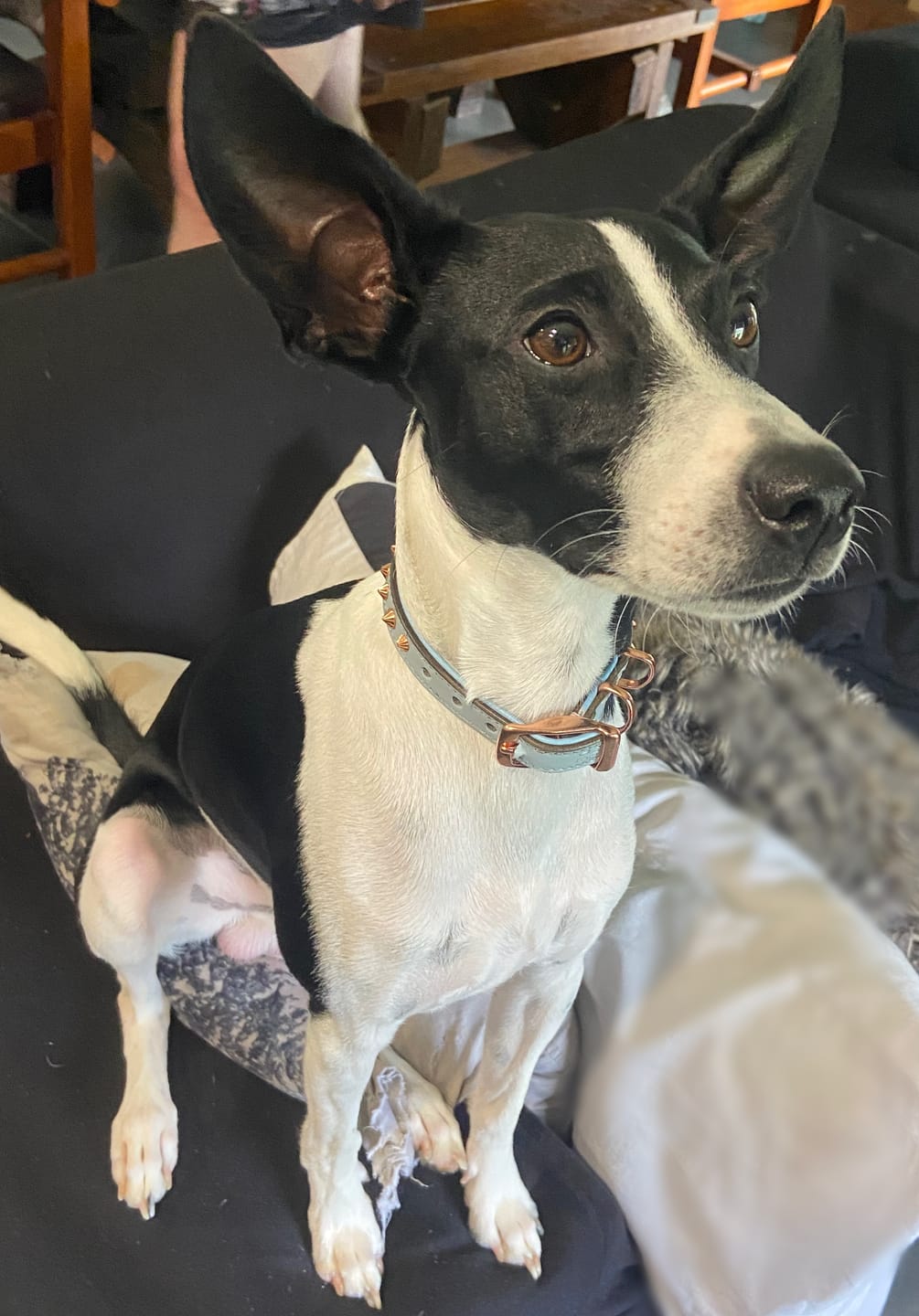 Customer photo review of Hand Made Leather Dog Collar - Imperial Baby Blue & Rose Gold (Slim fit)