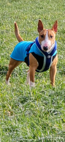 Customer photo review of Slip on Harness | Foam Padded - Blue & Turquoise