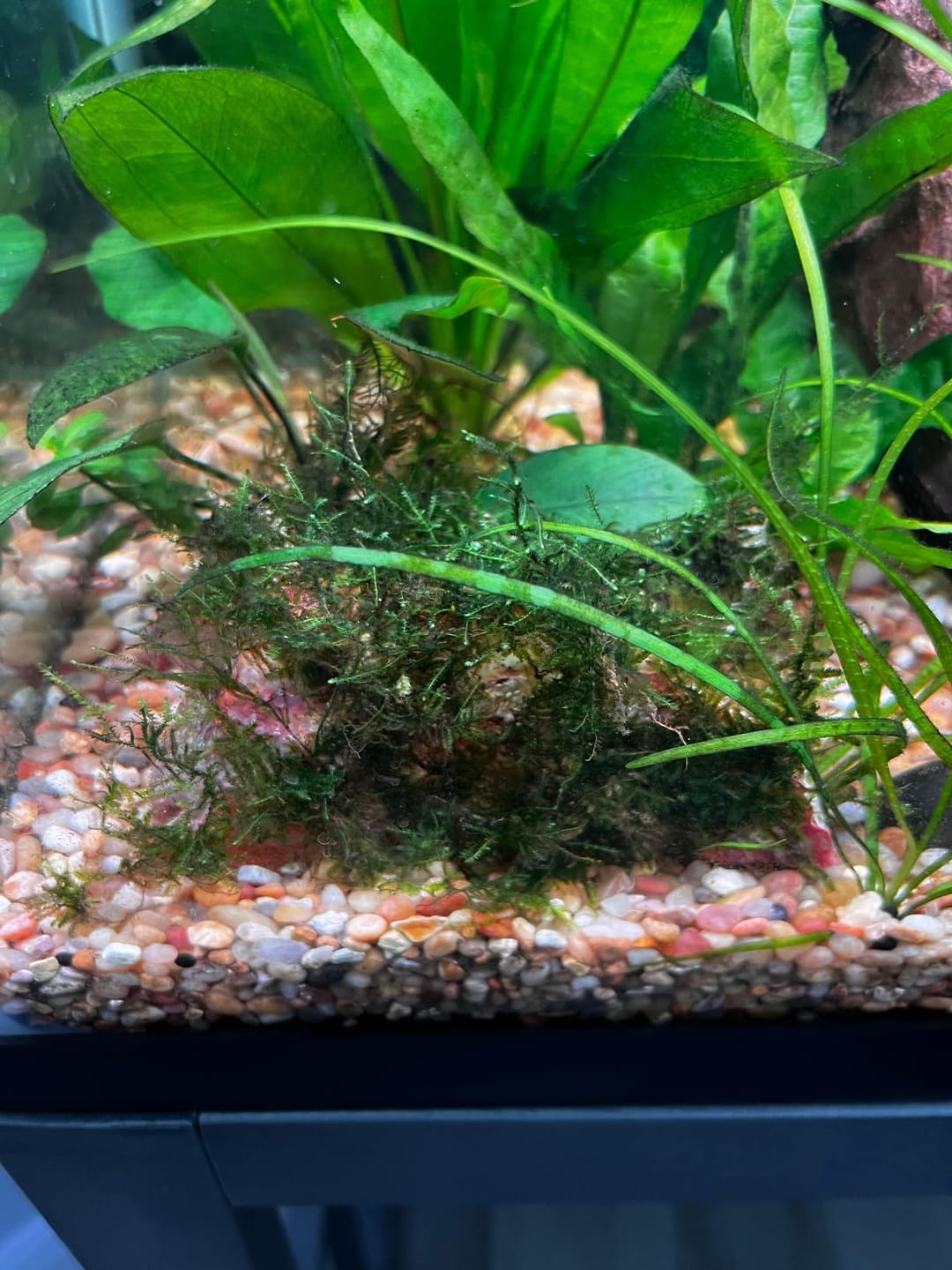 Customer photo review of Christmas Moss