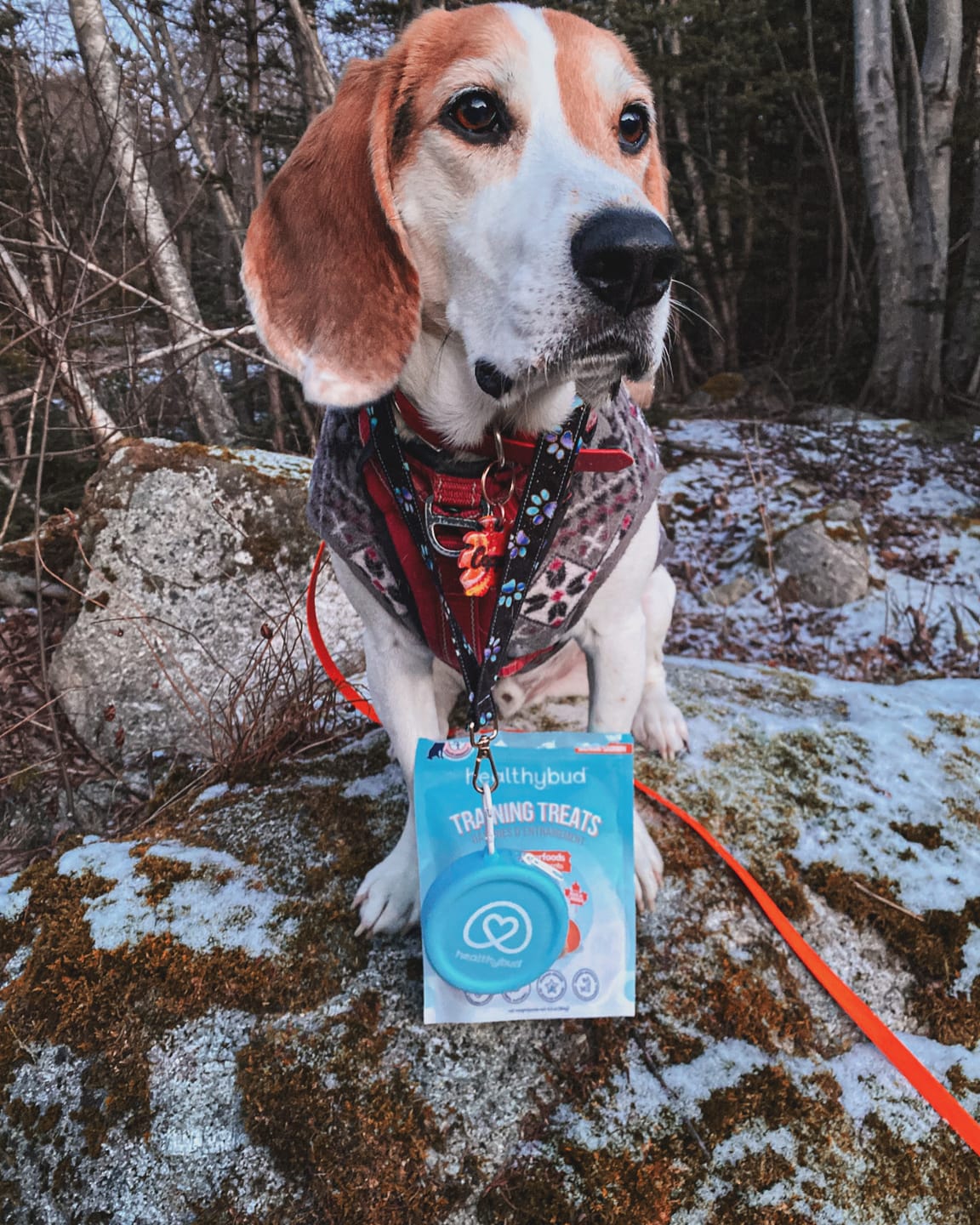 Customer photo review of Beef Mini Training Treats