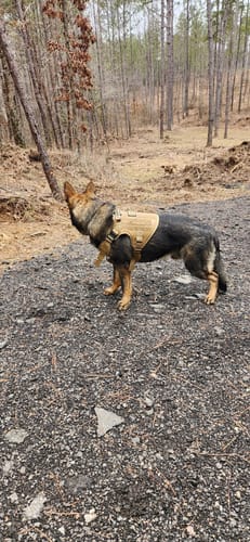 Customer photo review of Classic Heavy-Duty Tactical No-Pull Team K9™ Dog Harness With Front & Back D-Rings, Quick-Release Metal-Buckles, Hook & Loop Panels, & Top Handle