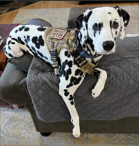 Customer photo review of NEW Upgraded Tactical No-Pull Team K9™ Dog Harness with 4 Quick-Release Metal Buckles, Reinforced Front & Back D-Rings, Hook & Loop Panels, Adjustable Straps, Reflective Strips, & Top Handle