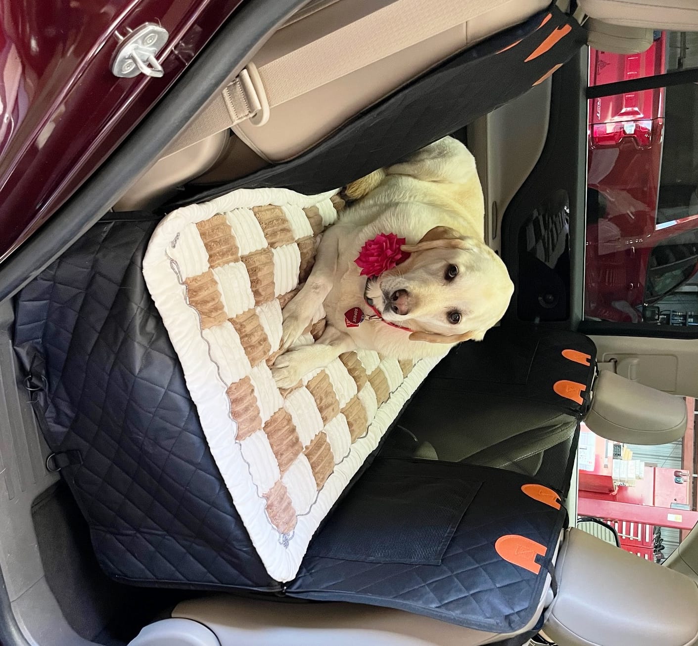 Customer photo review of Cozy Cushion™
