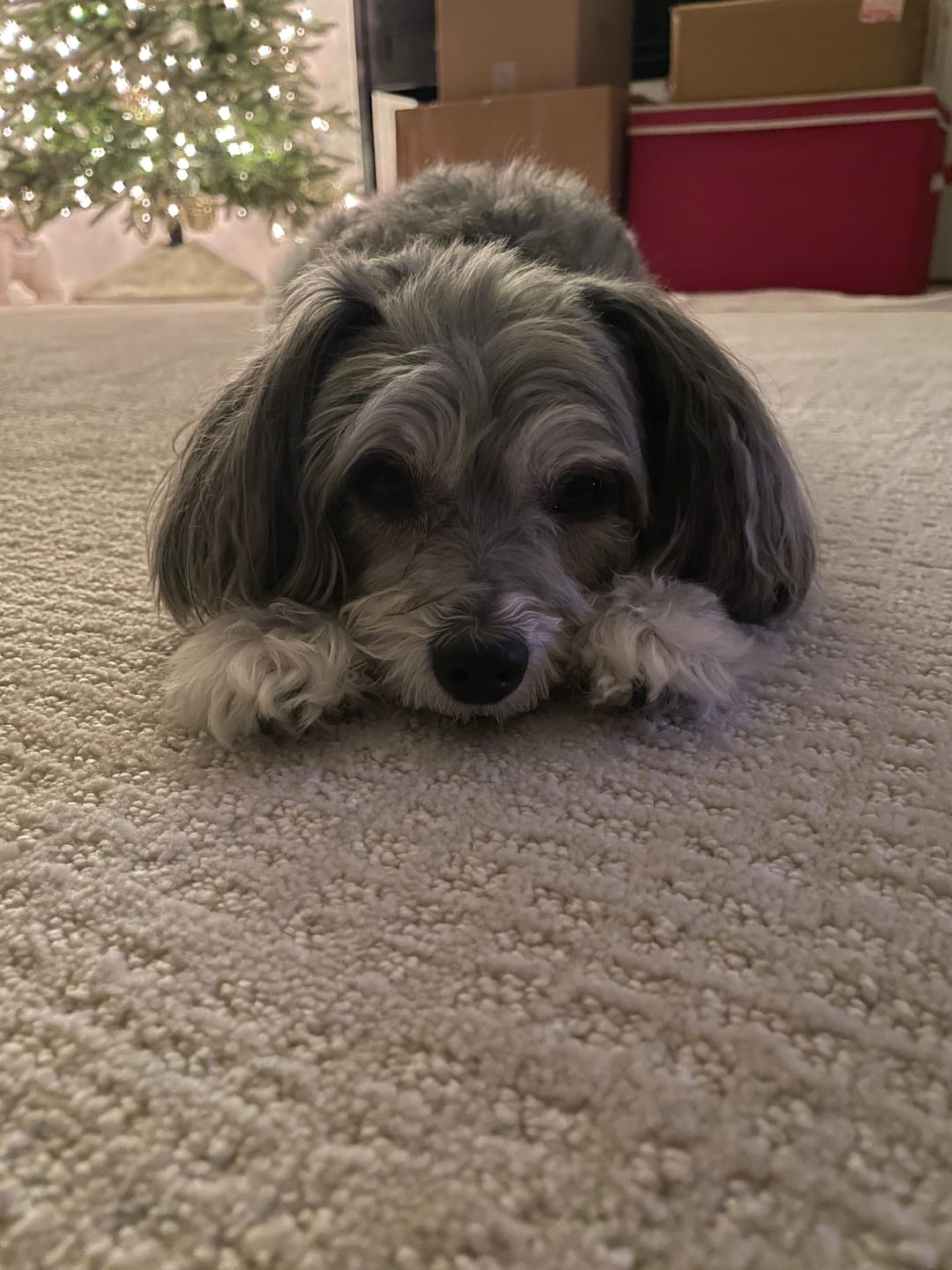 Customer photo review of Freeze-Dried Rabbit Hearts