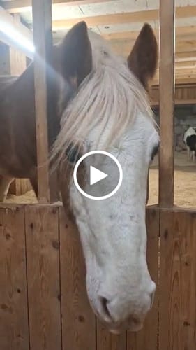 Customer video review of Sonodrum Meditations-CD + Meditationsbuch (zum Download)