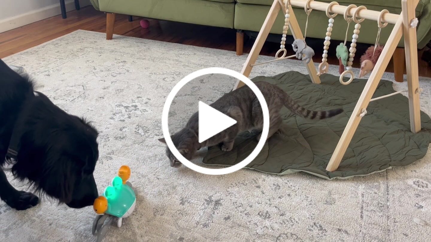 Customer video review of The Crawly Crab™