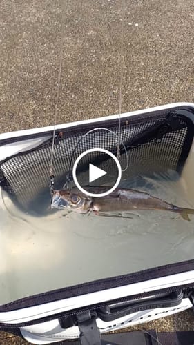 Customer video review of Kanama Smart Bait All-in-One