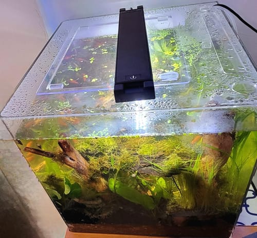 Customer photo review of Flame Moss