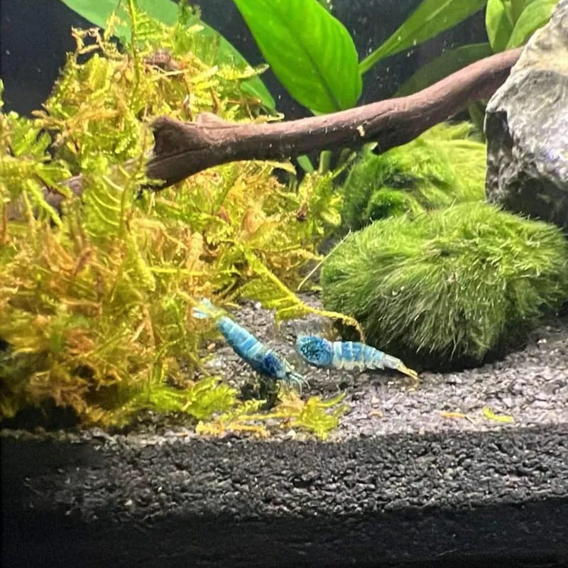 Customer photo review of Christmas Moss