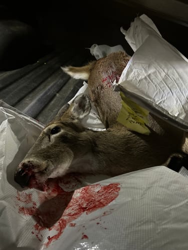 Customer photo review of Beast Broadheads (2-Pack + Practice Tip)