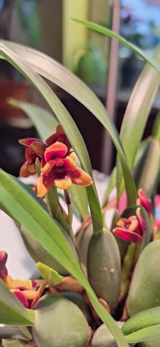 Customer photo review of Maxillaria variabilis mit roten Blüten
