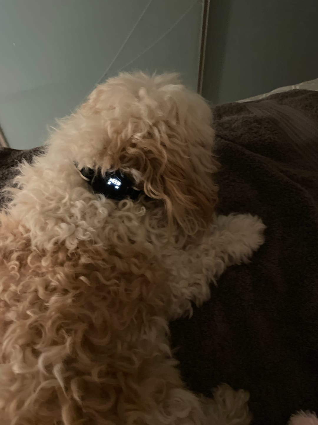 Customer photo review of Rechargeable Anti Bark Training Collar - Sound & Vibration - No Shock