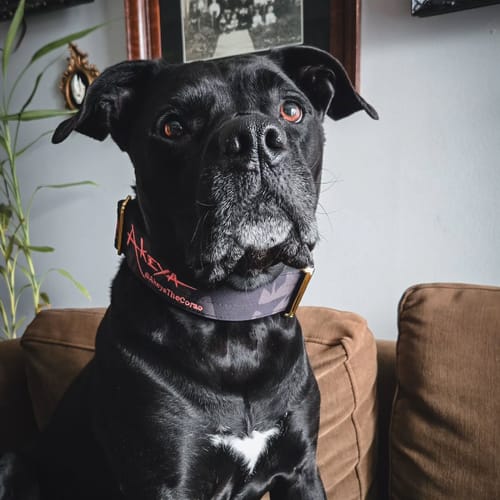 Customer photo review of 2" Luxe Martingale Dog Collar - Gold Camo