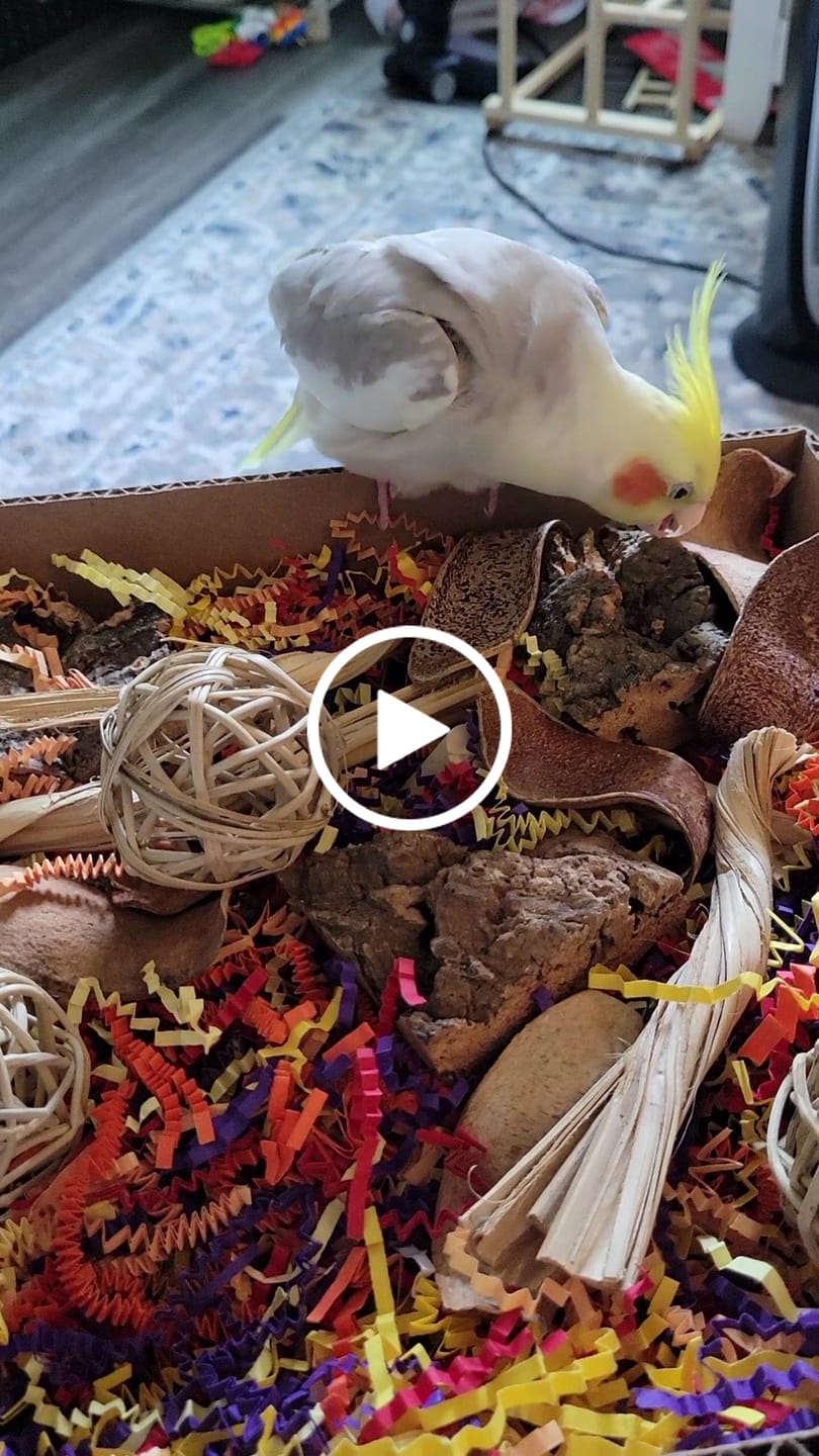 Customer video review of "BYOT" Foraging Flats by Cheep Thrills