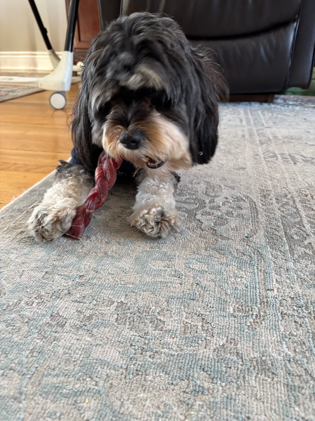 Customer photo review of 6 Inch Jumbo Braided Bully Stick