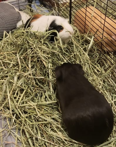 Customer photo review of Timothy Hay Box 'Coarse Cut'