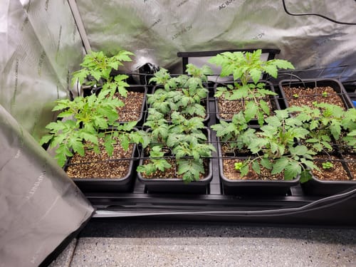 Customer photo review of AutoPot Tray Systems