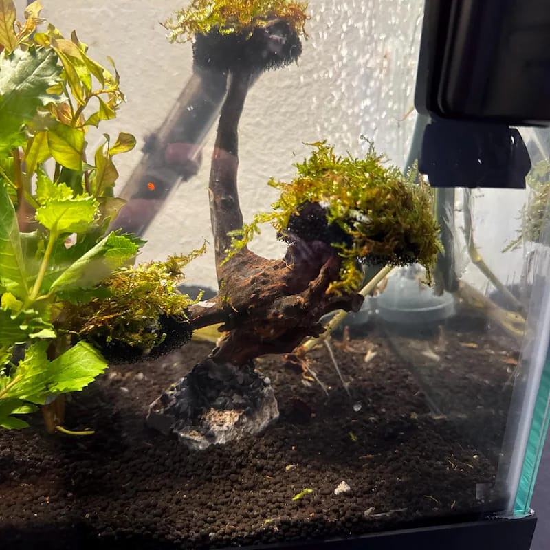 Customer photo review of Christmas Moss