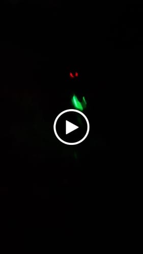 Customer video review of Rechargeable Light-Up Dog Safety Collars