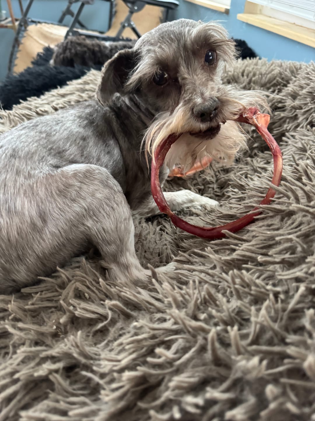 Customer photo review of Large Bully Stick Ring