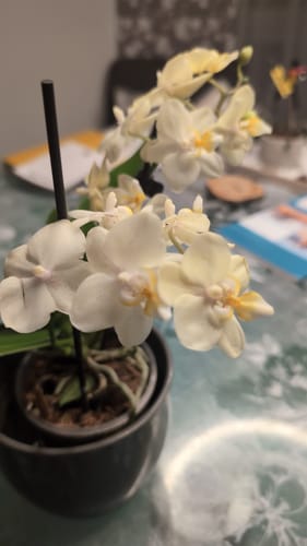 Customer photo review of Bonsaiorchidee Better Butter mit hellgelben Blüten und 2+ Rispen