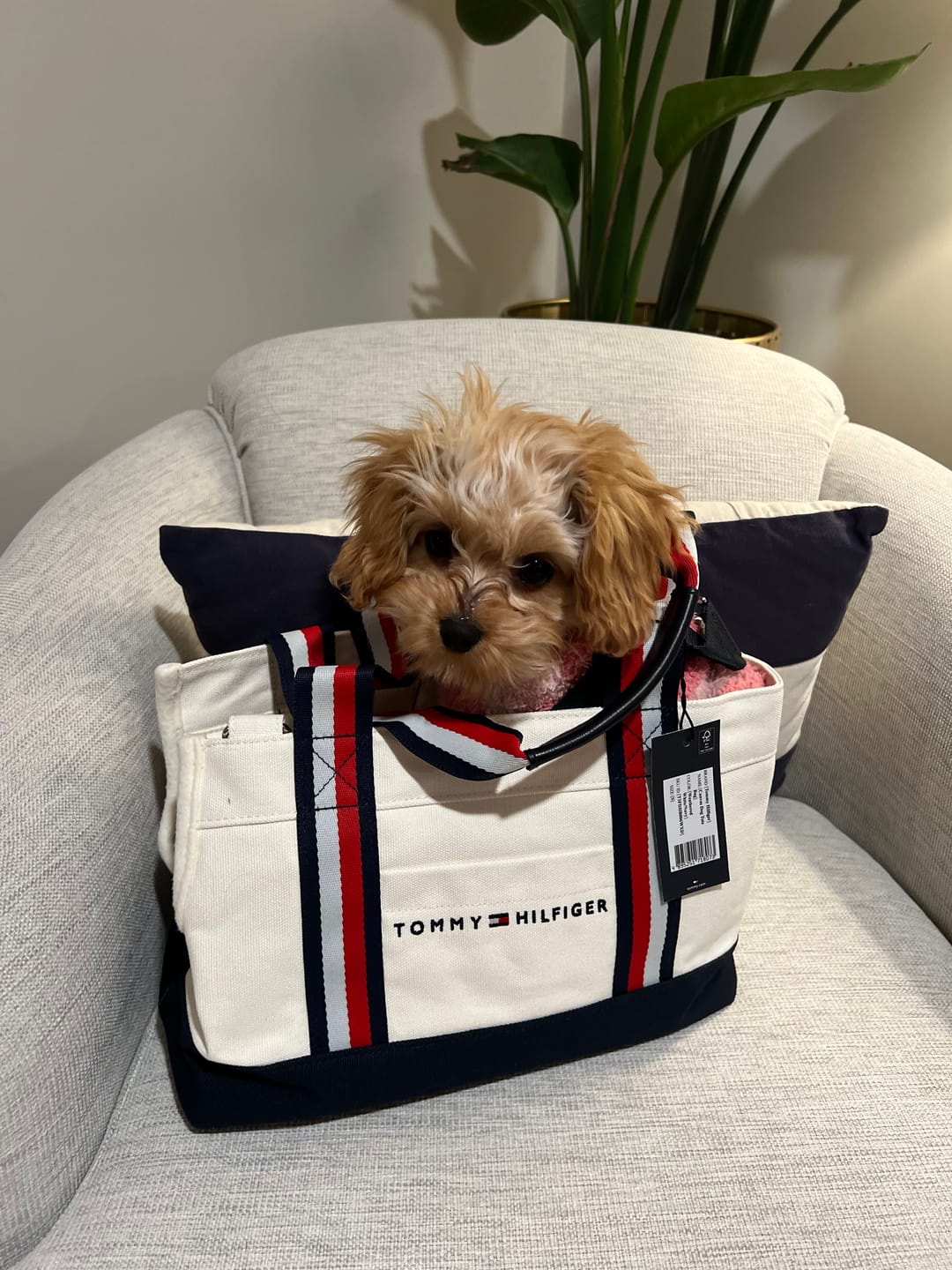 Customer photo review of Tommy Hilfiger Canvas Dog Tote Bag