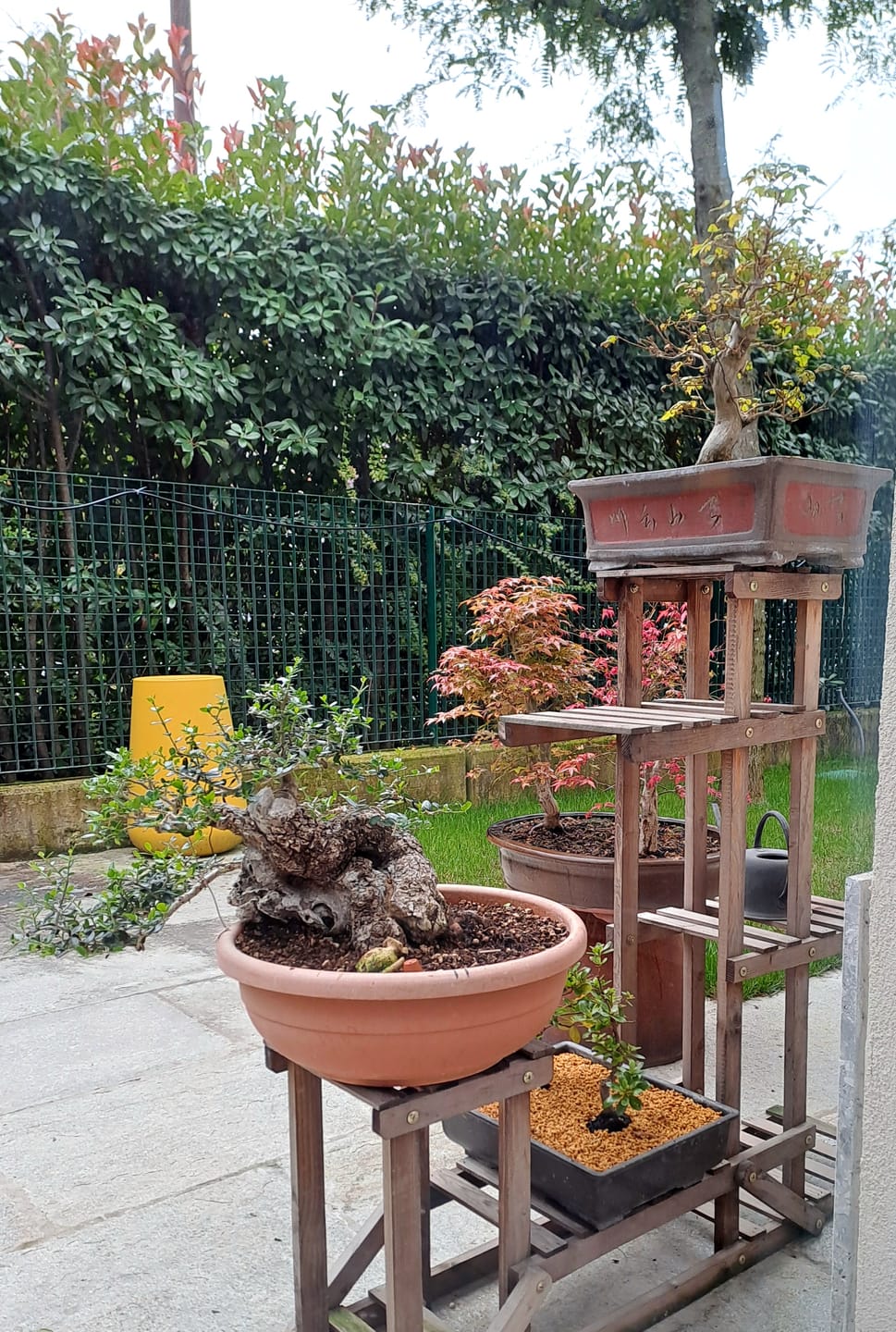 Customer photo review of KRIPTON CB® (Probiotico professionale per bonsai)