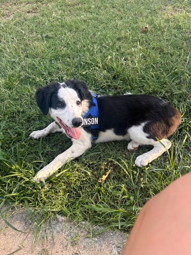 Customer photo review of Dog Harness