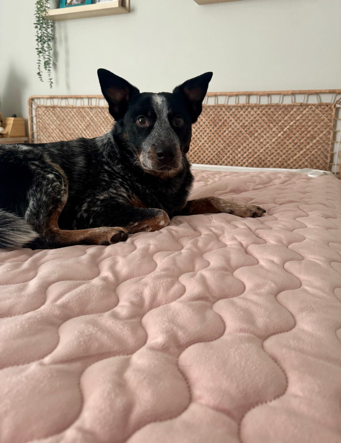Customer photo review of Heated Mattress Pad, EMF-Free