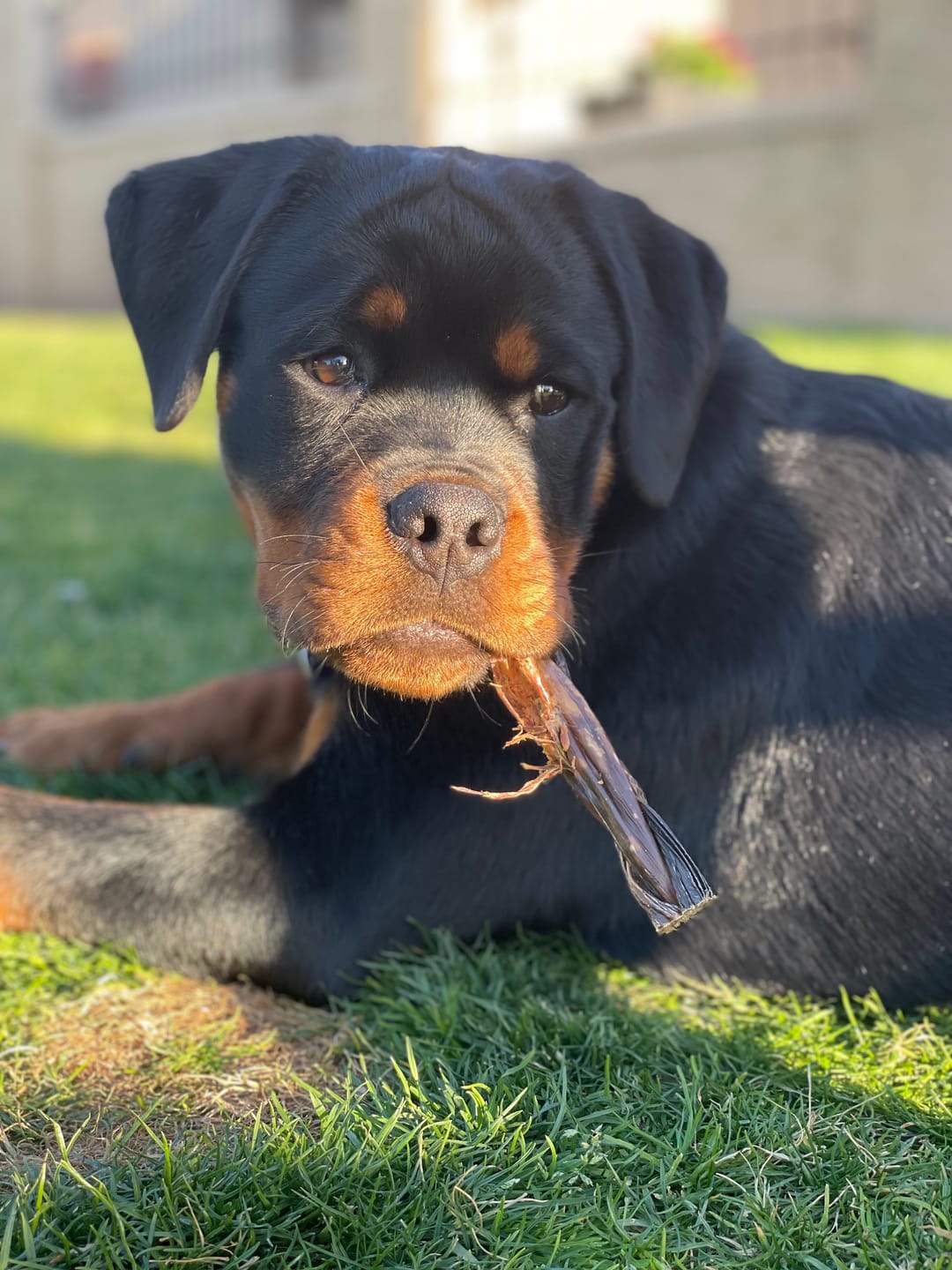 Customer photo review of 6 Inch Beef Jerky Stick