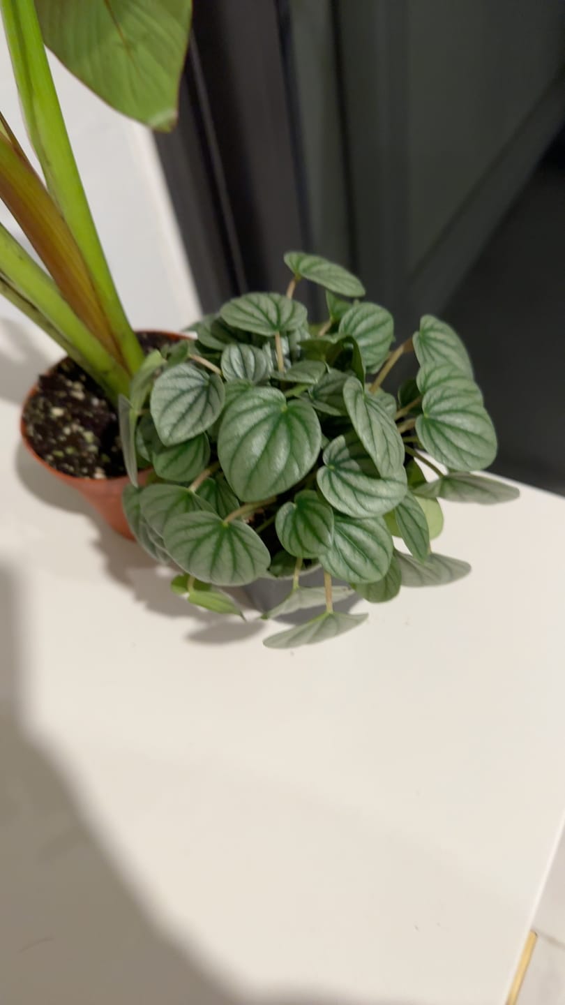 Customer photo review of Peperomia caperata 'Frost'
