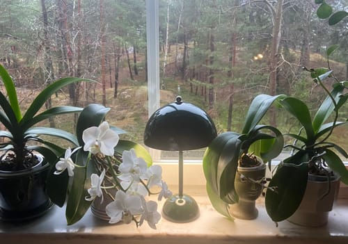 Customer photo review of Bordslampa - Svamplampa Flowerbud - Batteridriven 5000 mAH