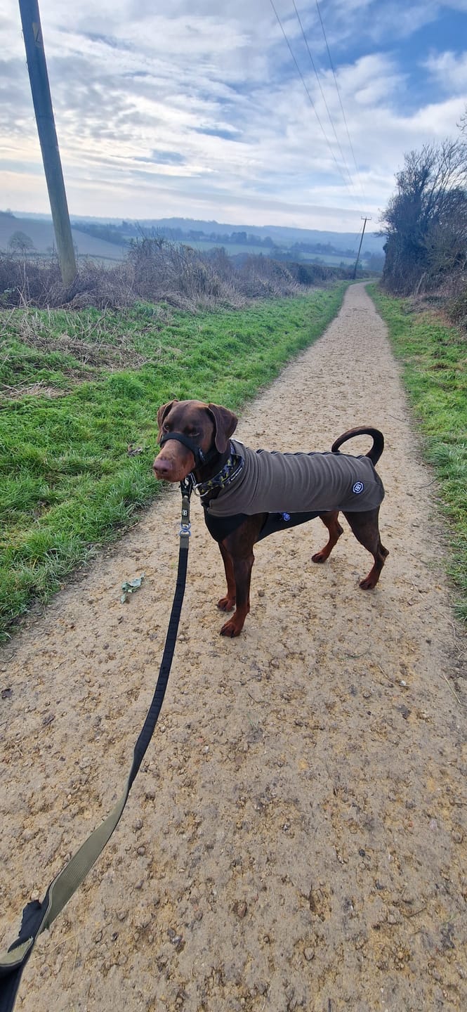 Customer photo review of Dog Fleece With Zip - Khaki