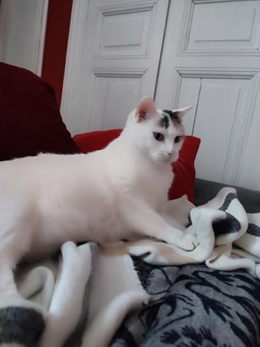 Avis photo d'un client sur Croquettes Chat Stérilisé Sans Céréales - Saumon