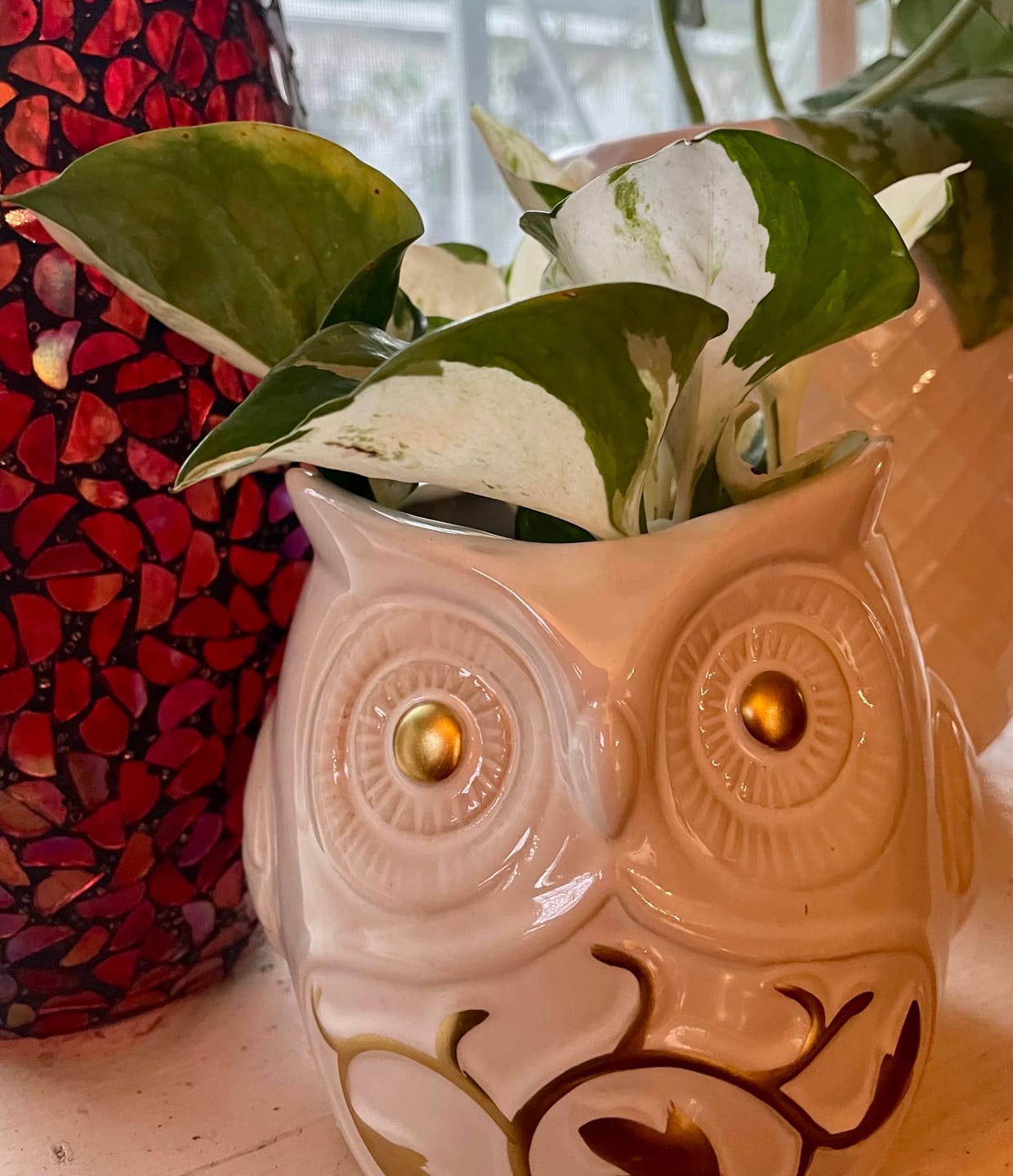 Customer photo review of Pothos Epipremnum aureum 'Manjula'